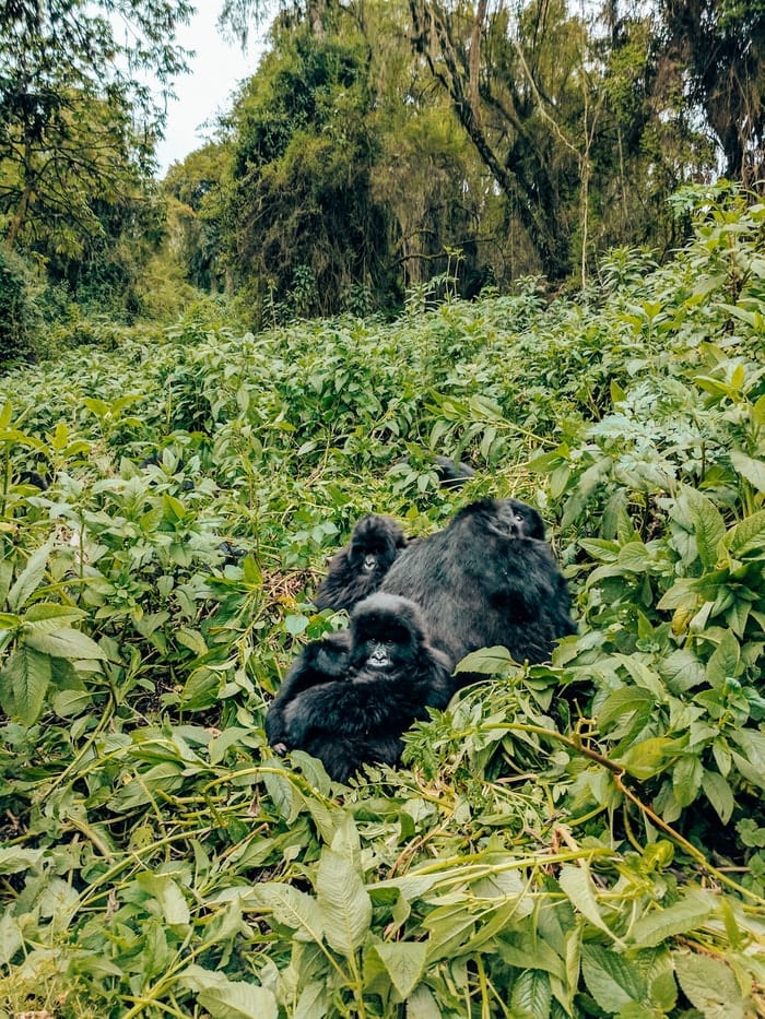 Gorillas during gorilla trek in Volcanoes National Park Rwanda