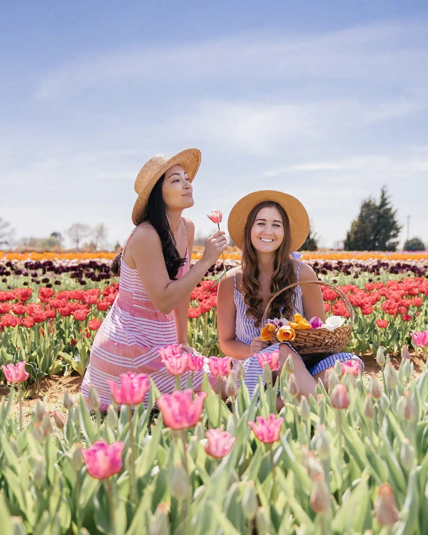 Your 2024 Guide to Texas Tulips in Pilot Point (& Photo Inspiration)