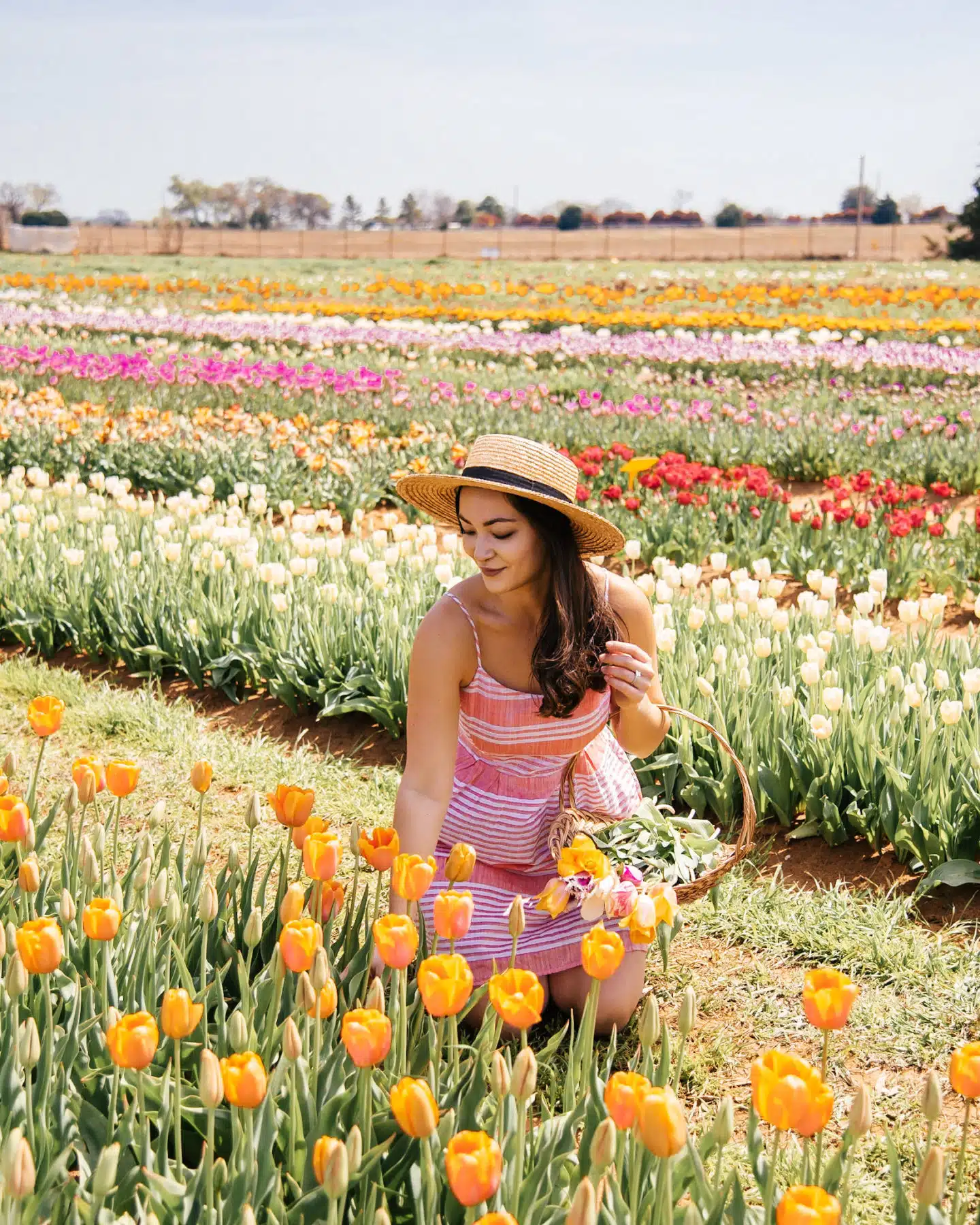 woman picking tulips at texas tulips