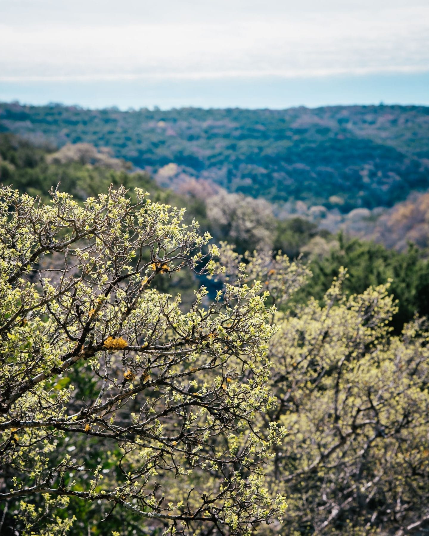 hill country blooms