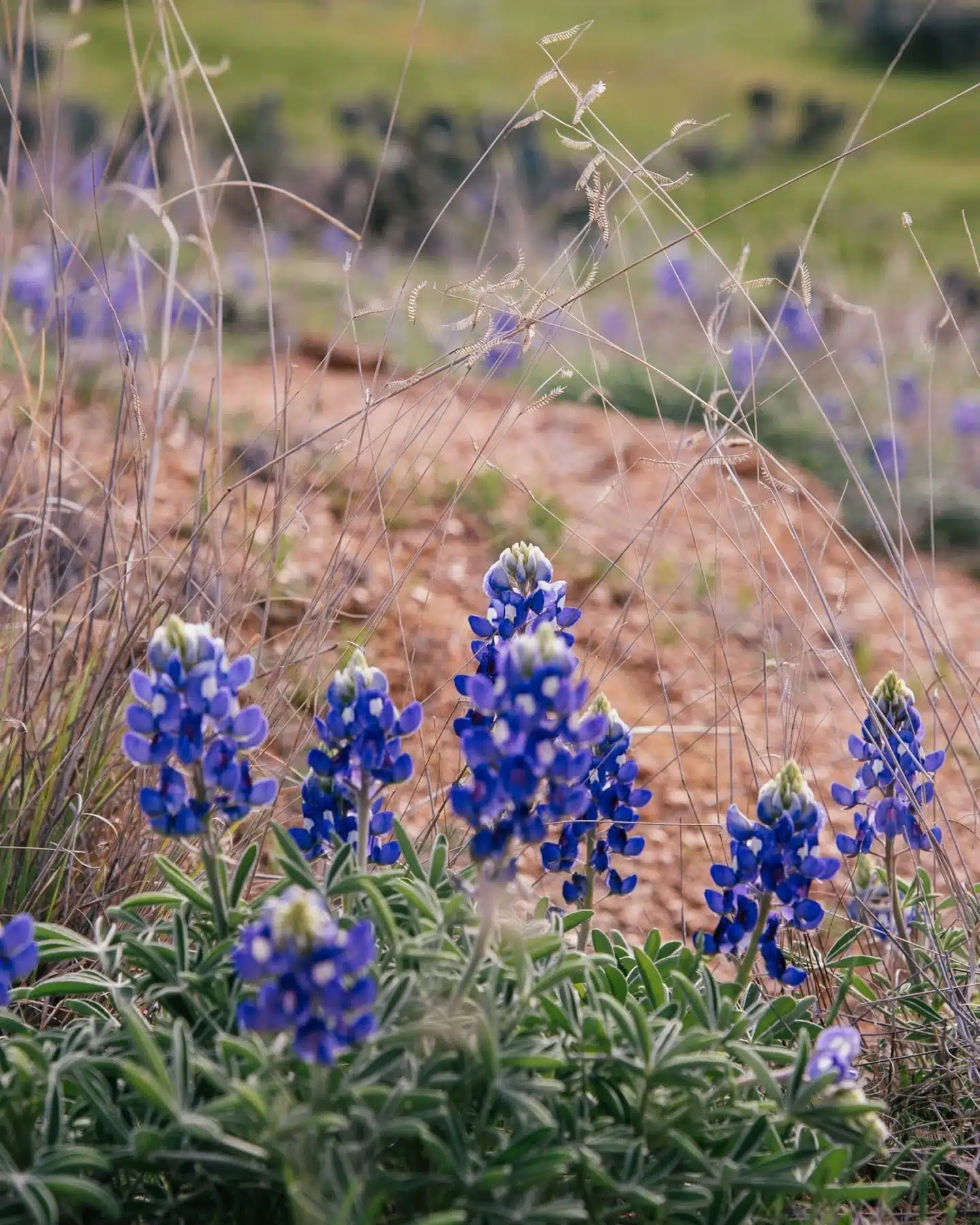 bluebonnets