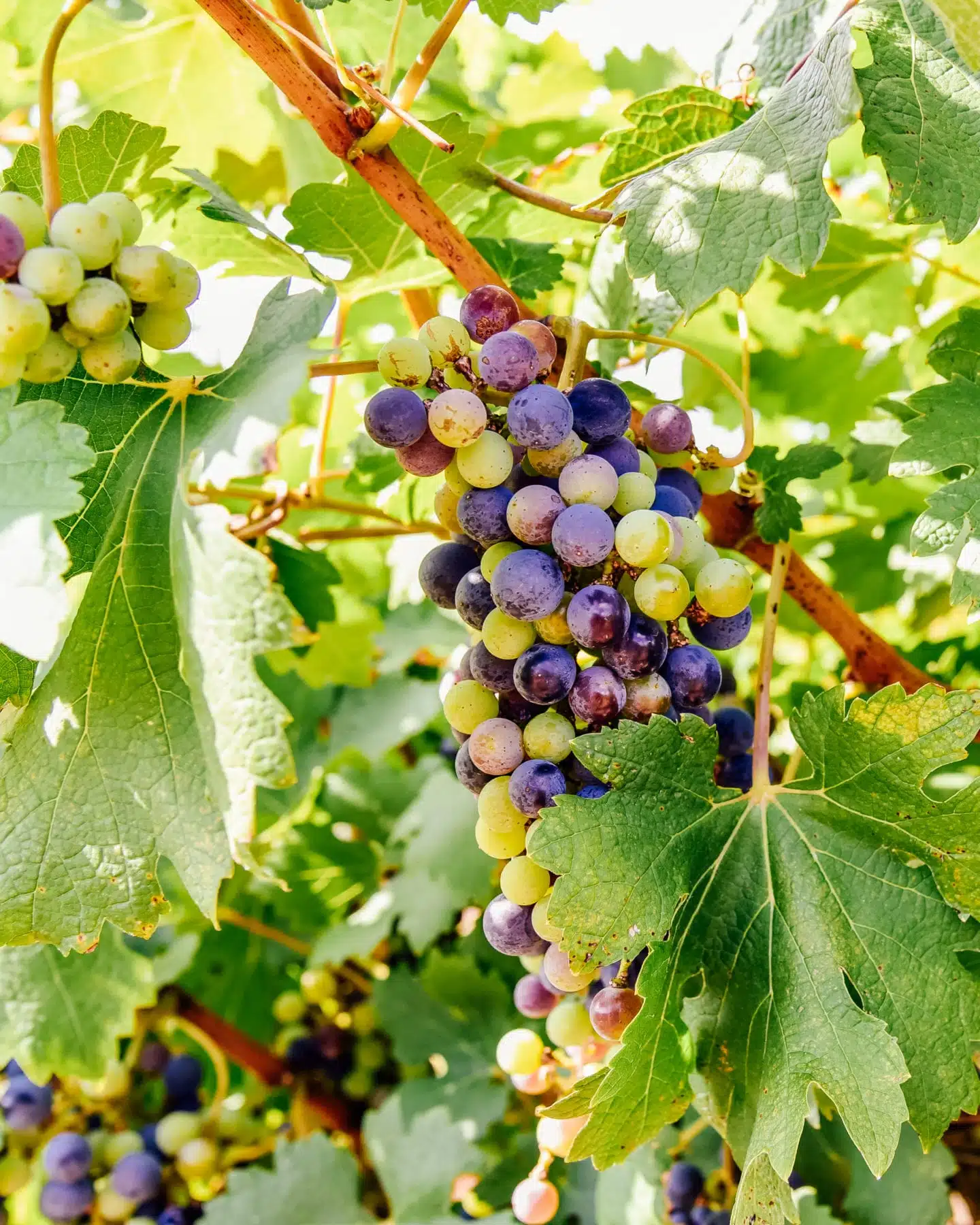 grapes and vineyards