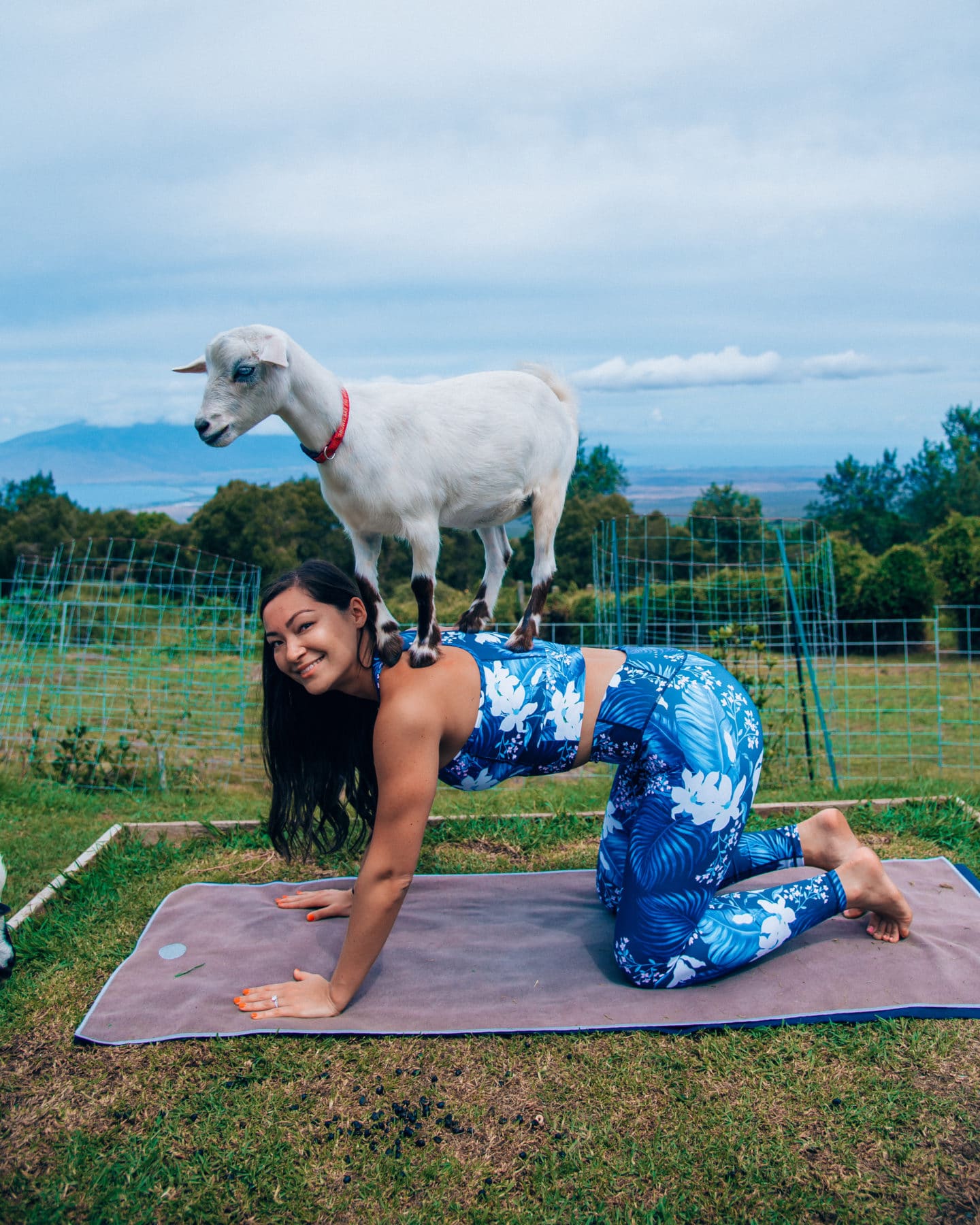 https://www.jasminealley.com/wp-content/uploads/2019/10/goat-yoga-maui.jpg