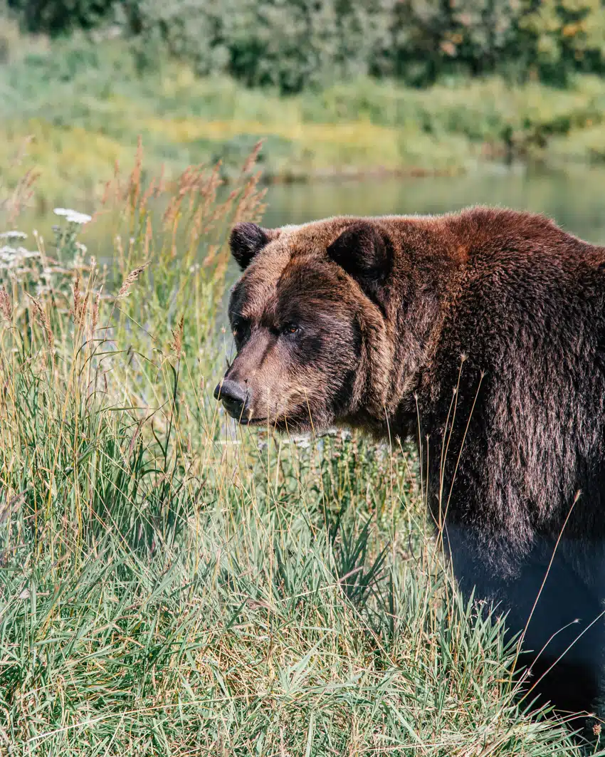 Brown Bears - Alaska Wildlife Conservation Center