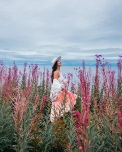 Fireweed In Bloom Homer Alaska