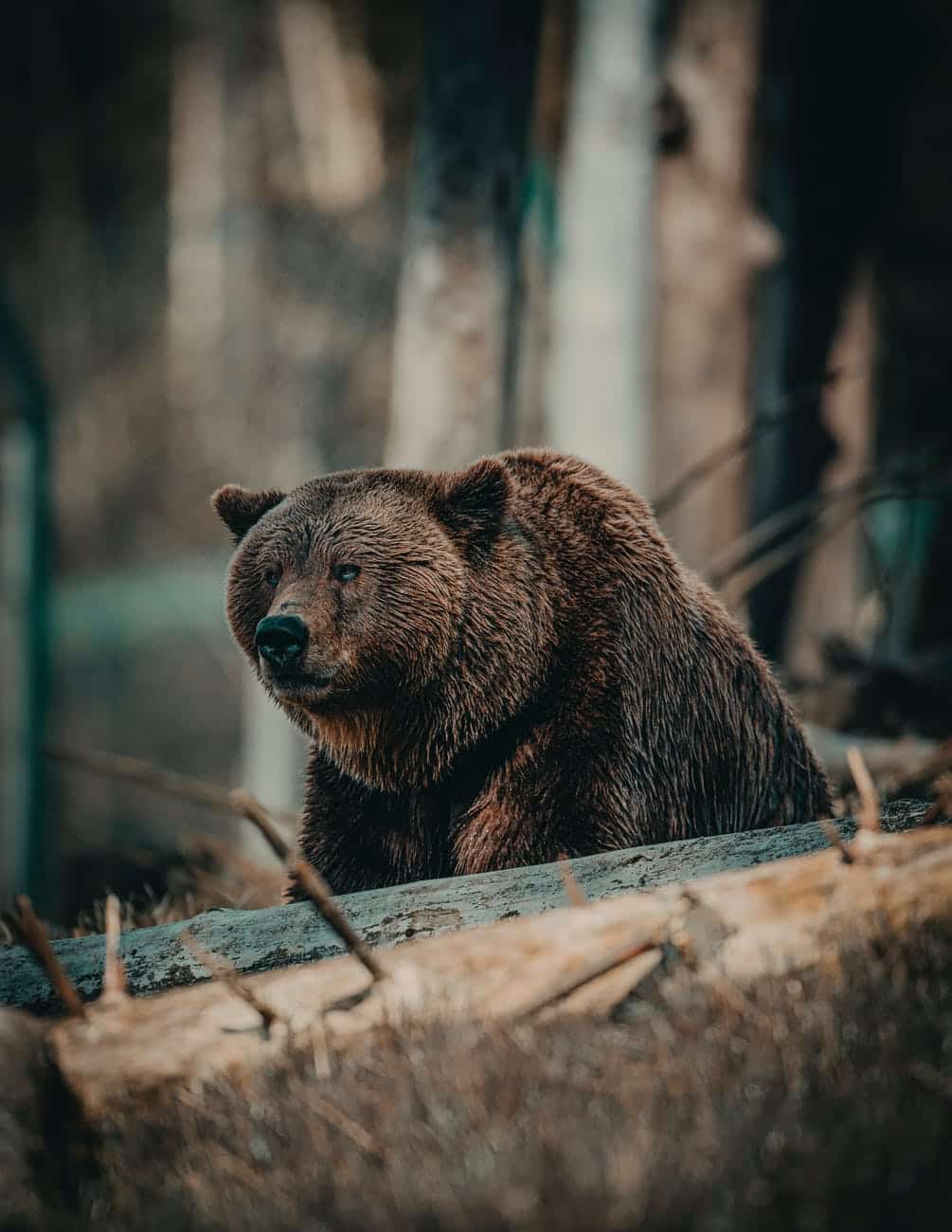 shallow focus photo of bear