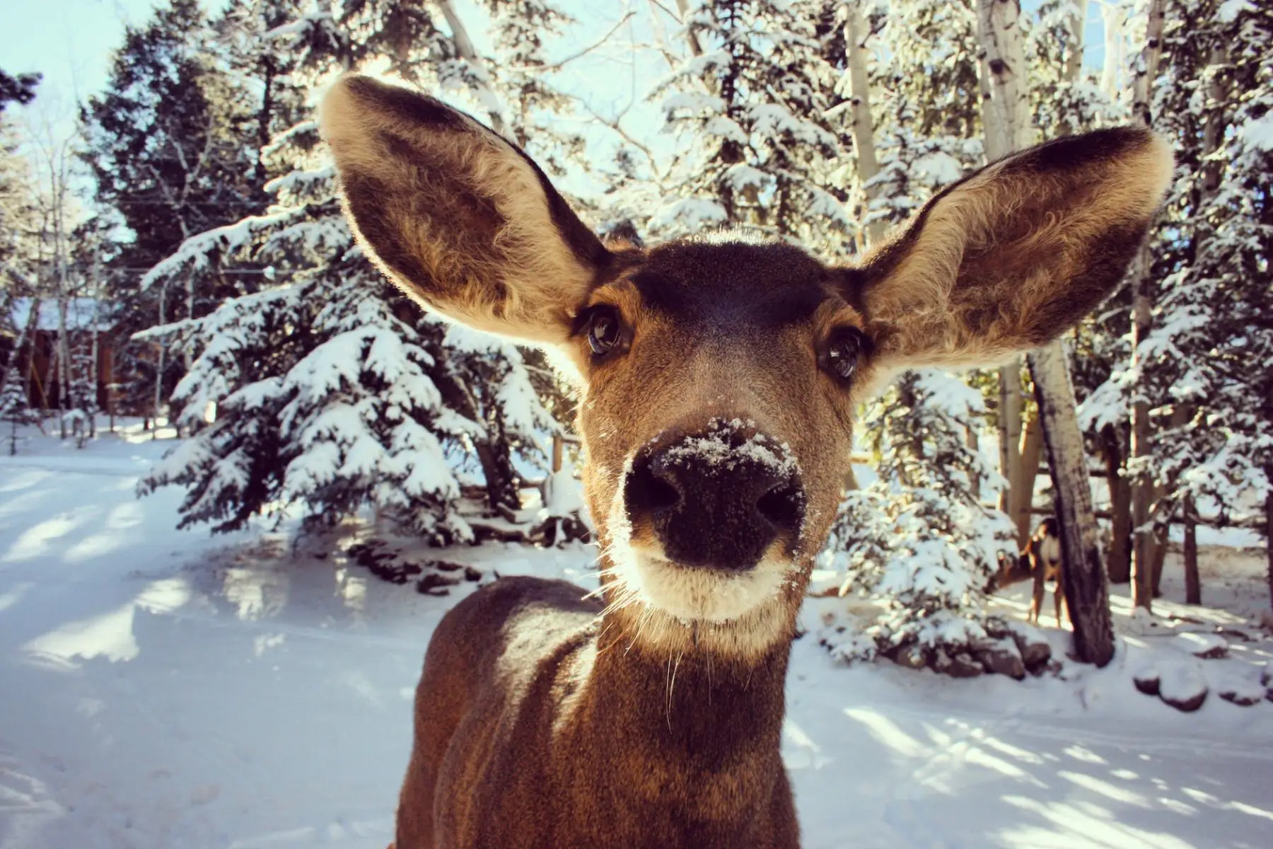 brown deer photo