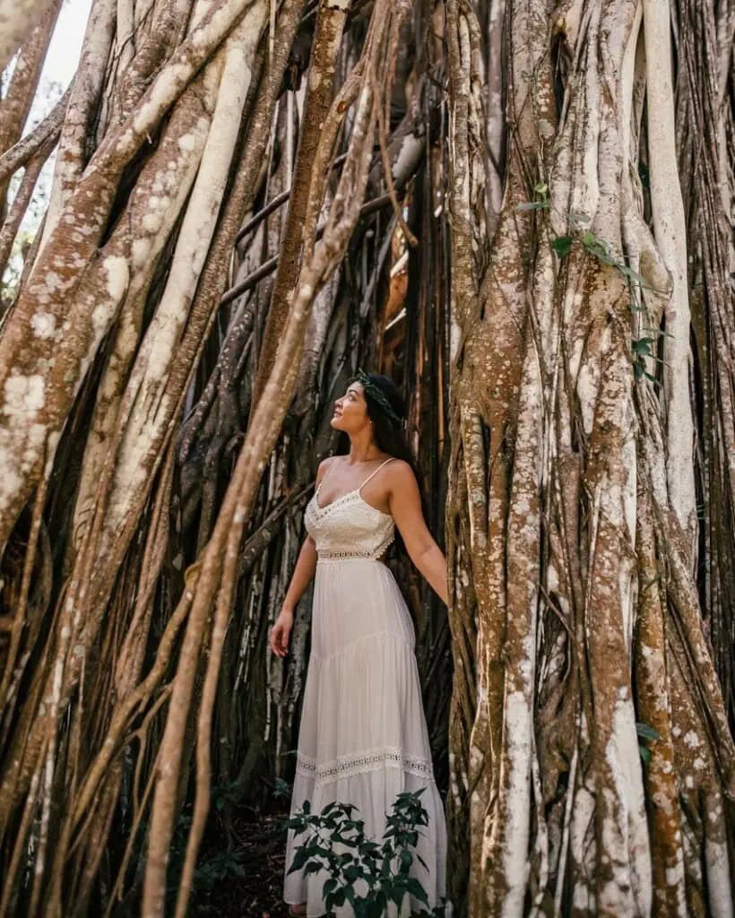 Banyan Tree Kawela Bay Beach Park