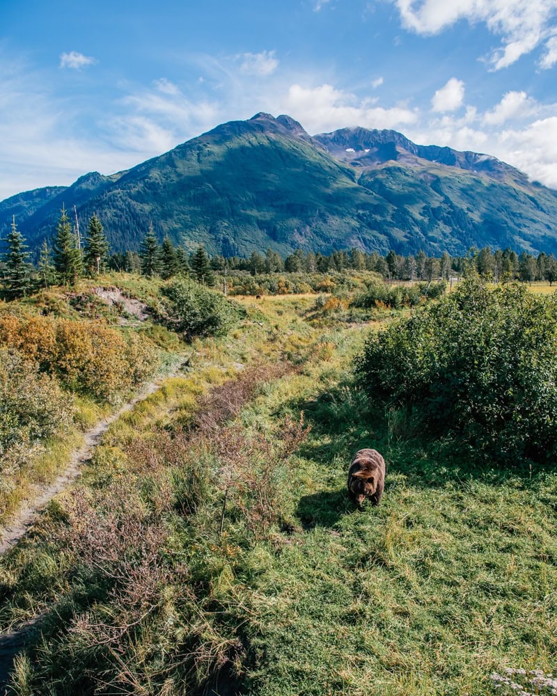 Wildlife in Alaska - All About Alaska's Wildlife