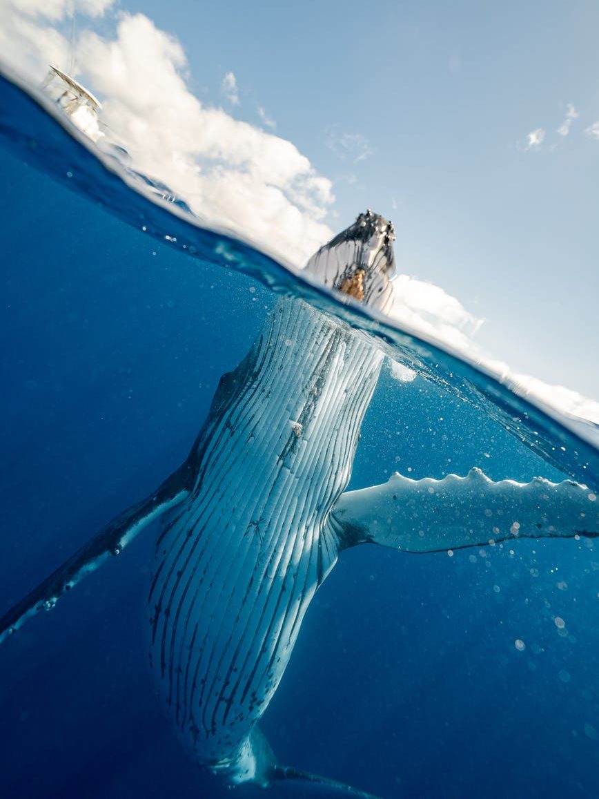 photo of whale underwater