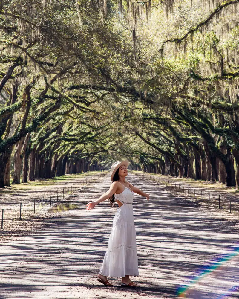 Wormsloe State Historic Site Driveway Live Oak Tree Tunnel Savannah