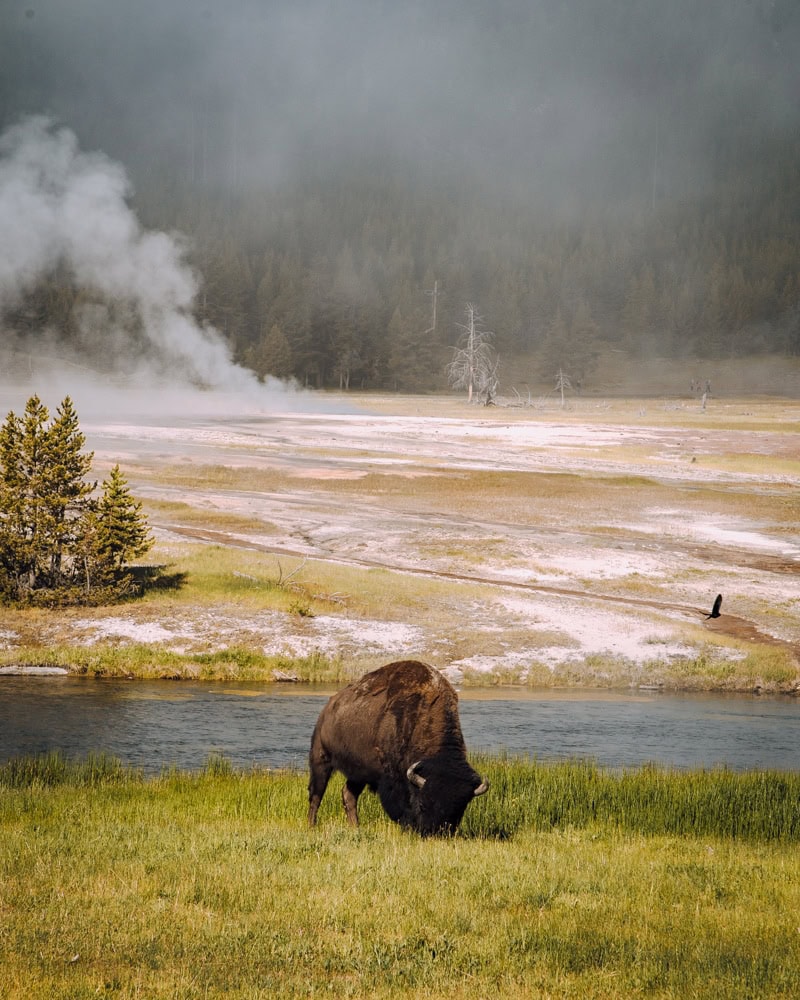 bison in yellowstone