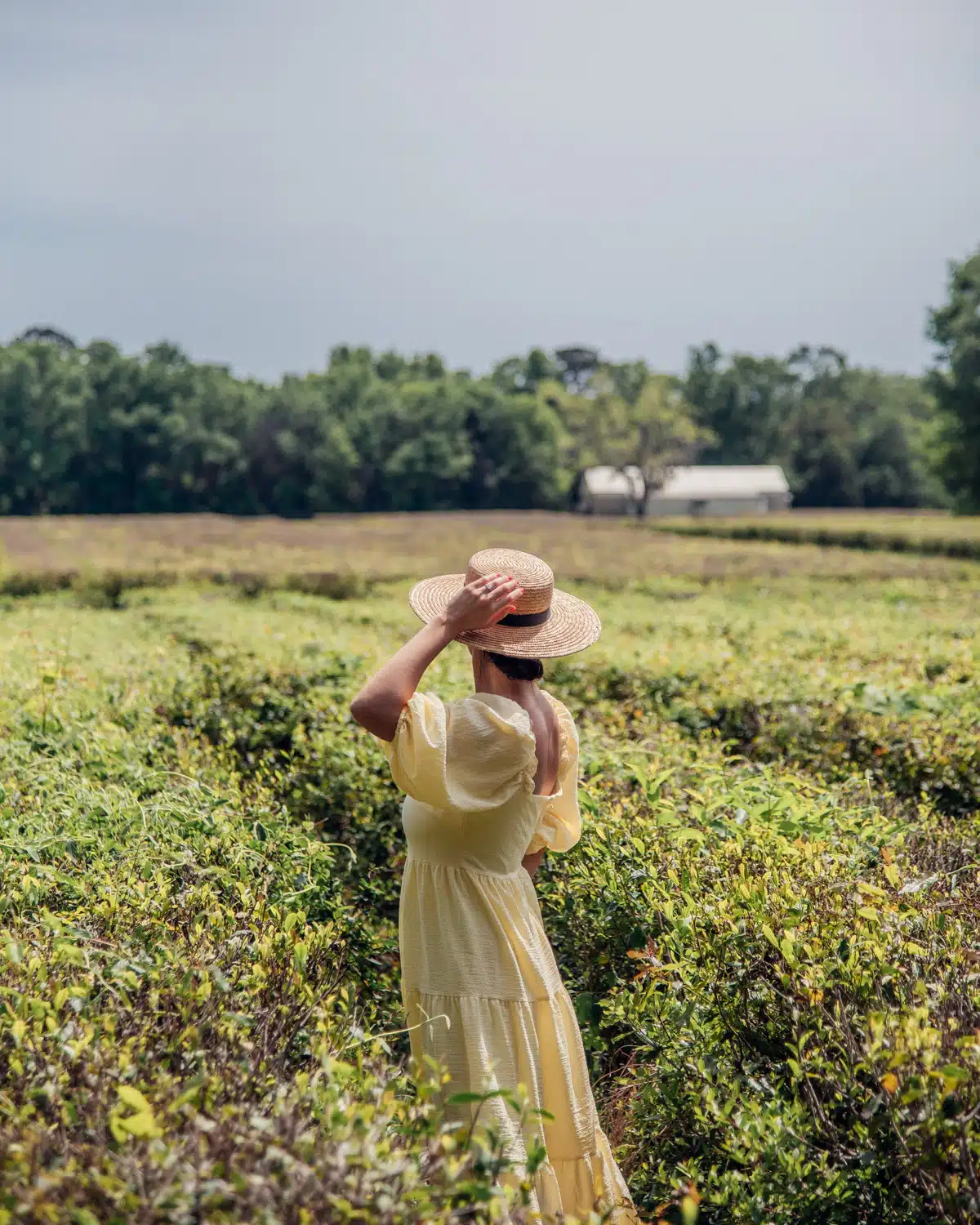 Tea fields at the Charleston Tea Garden