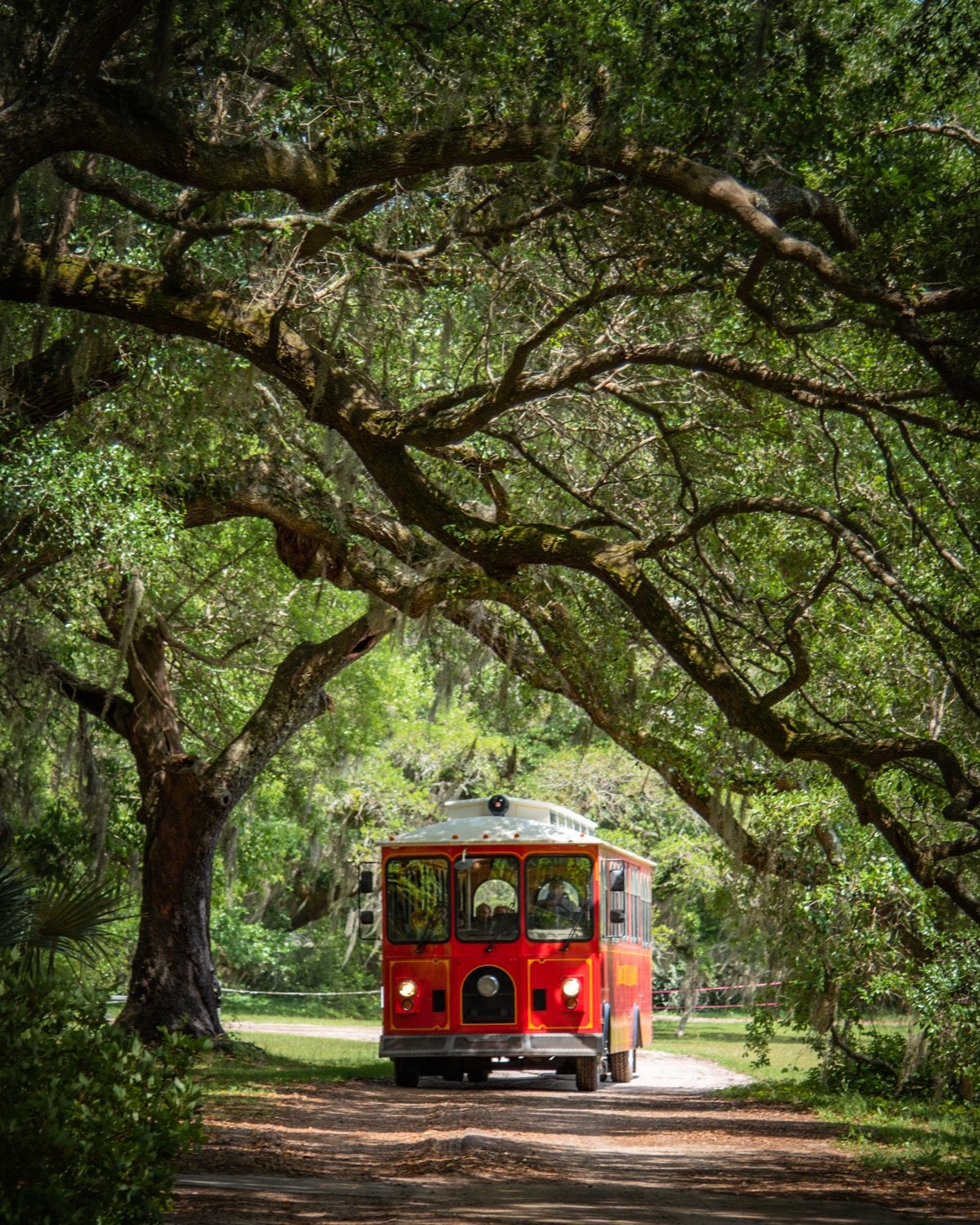 Charleston Tea Garden trolley under live oak trees