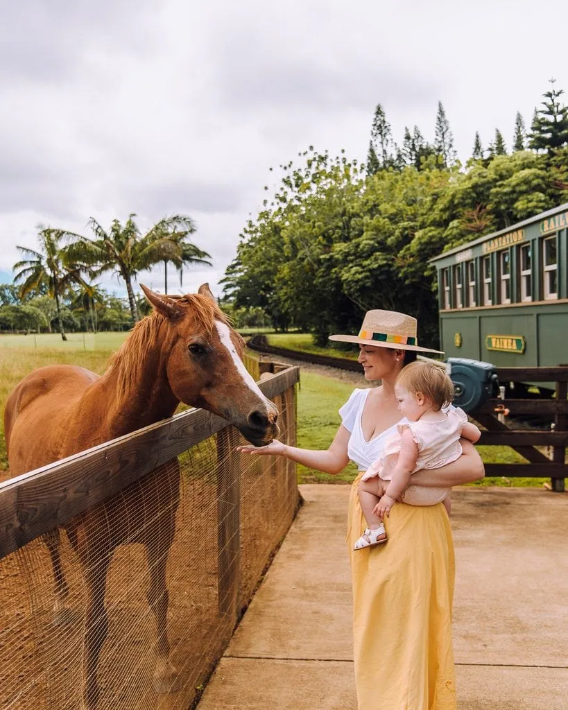 Feeding Horses Part Of The Kauai Plantation Railway Experience