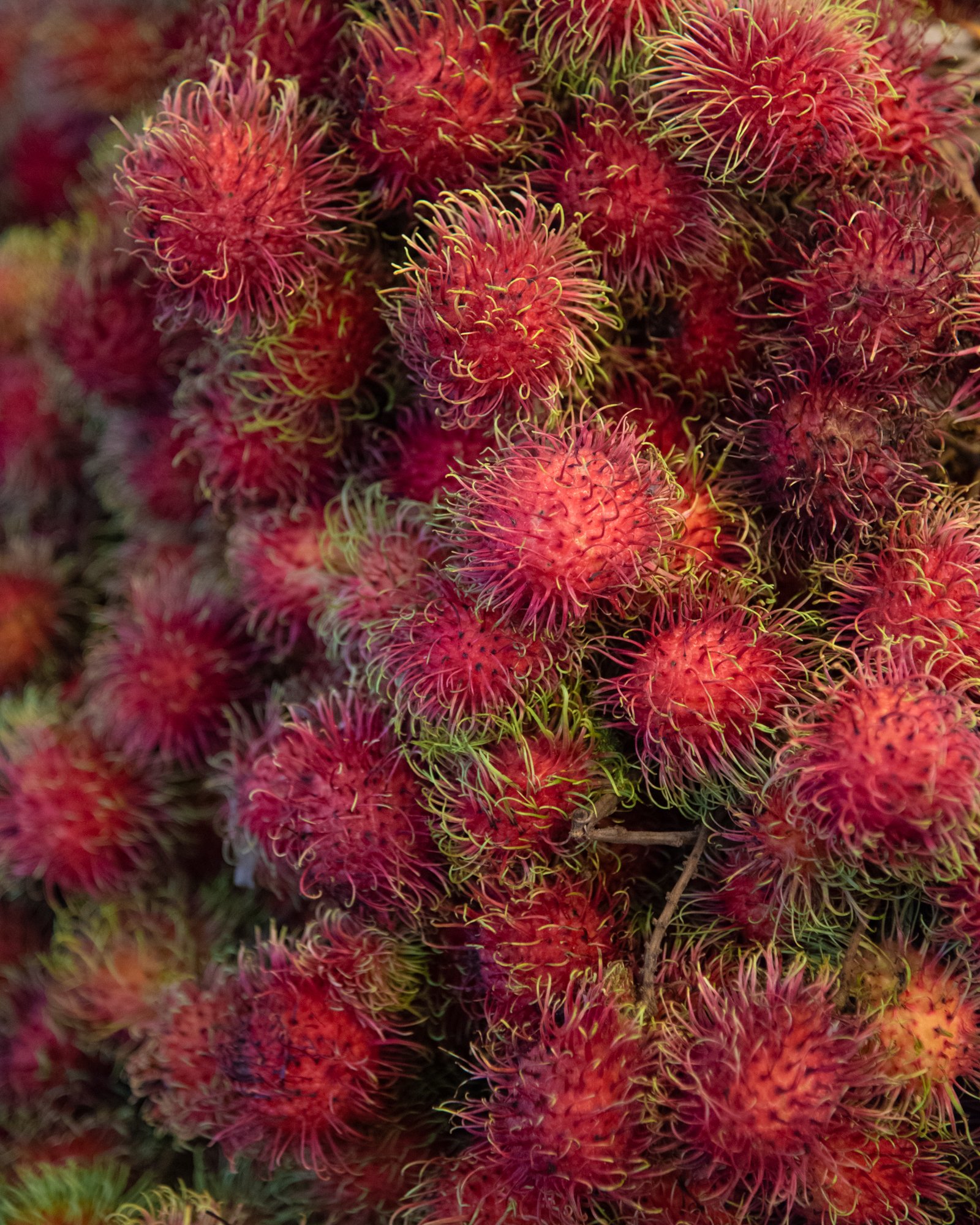 A close up photo of rambutan fruit