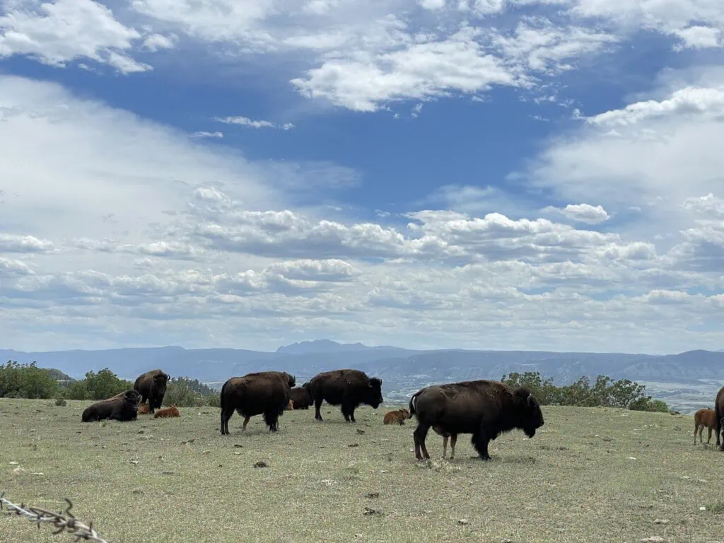 Daniels Bison