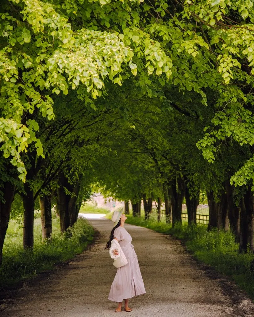 Tree Lined Street Near Near Sherborne House And The Lodge Park Estate